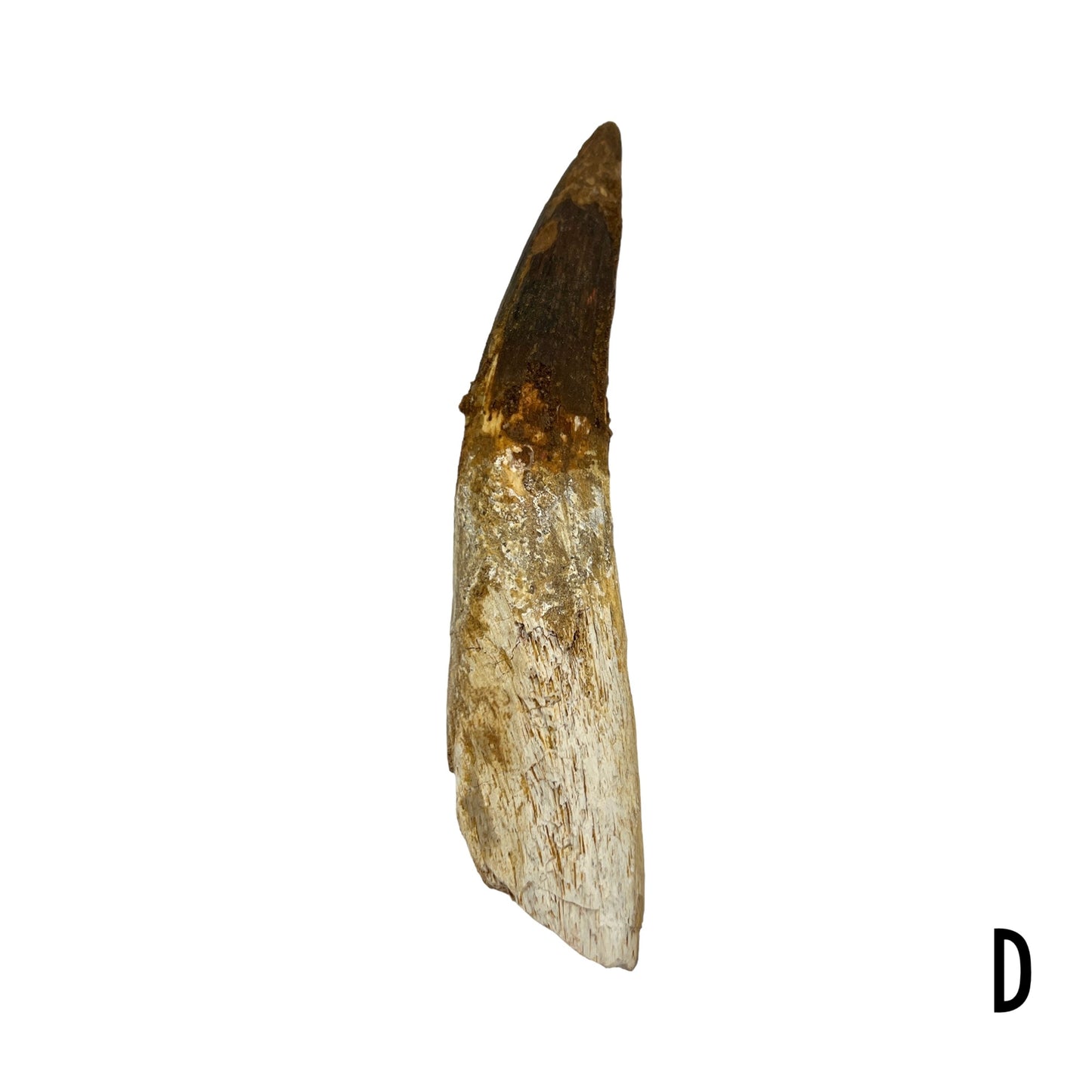 Fossilized Dinosaur Tooth (Spinosaurus, 6-7")