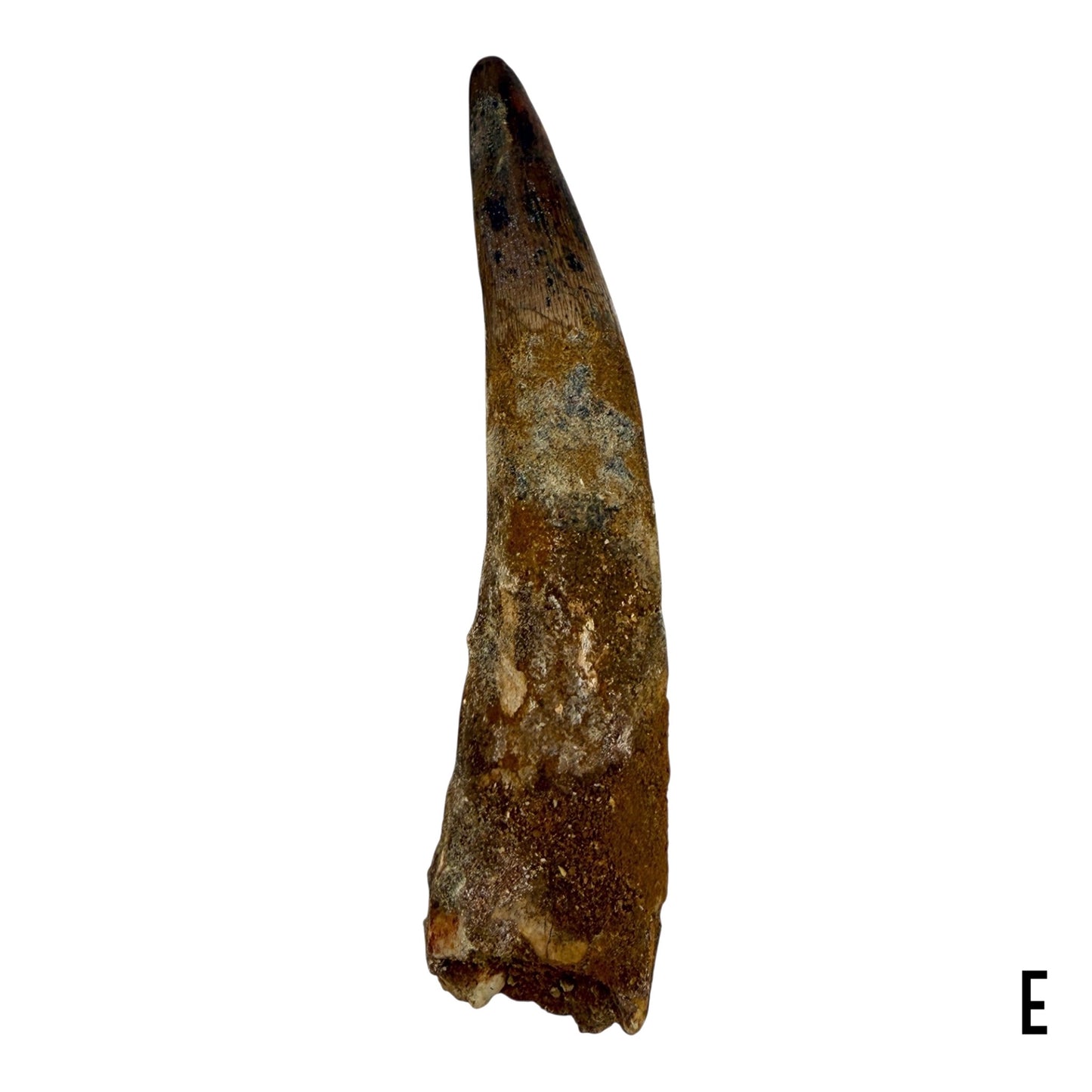 Fossilized Dinosaur Tooth (Spinosaurus, 6-7")