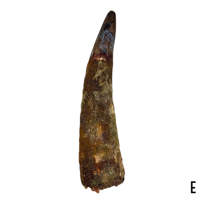 Fossilized Dinosaur Tooth (Spinosaurus, 6-7")