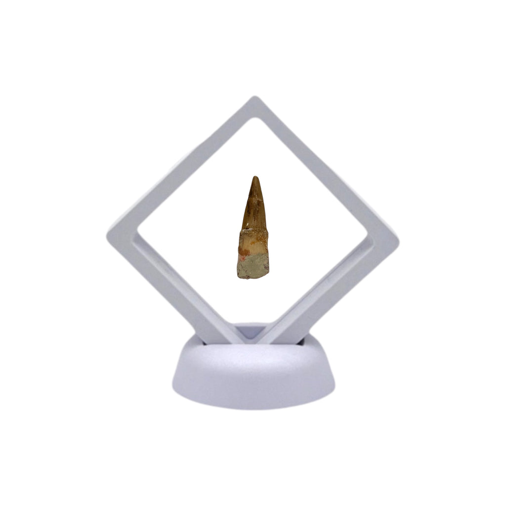 Fossilized Dinosaur Tooth (Spinosaurus, 2-3")