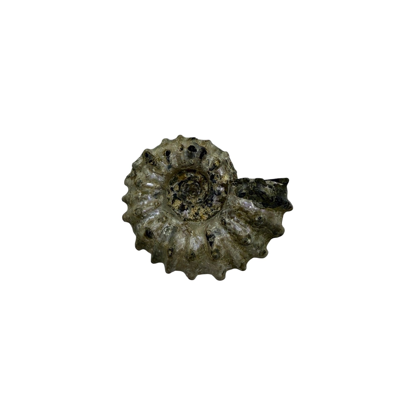 Ammonite (Spiny)