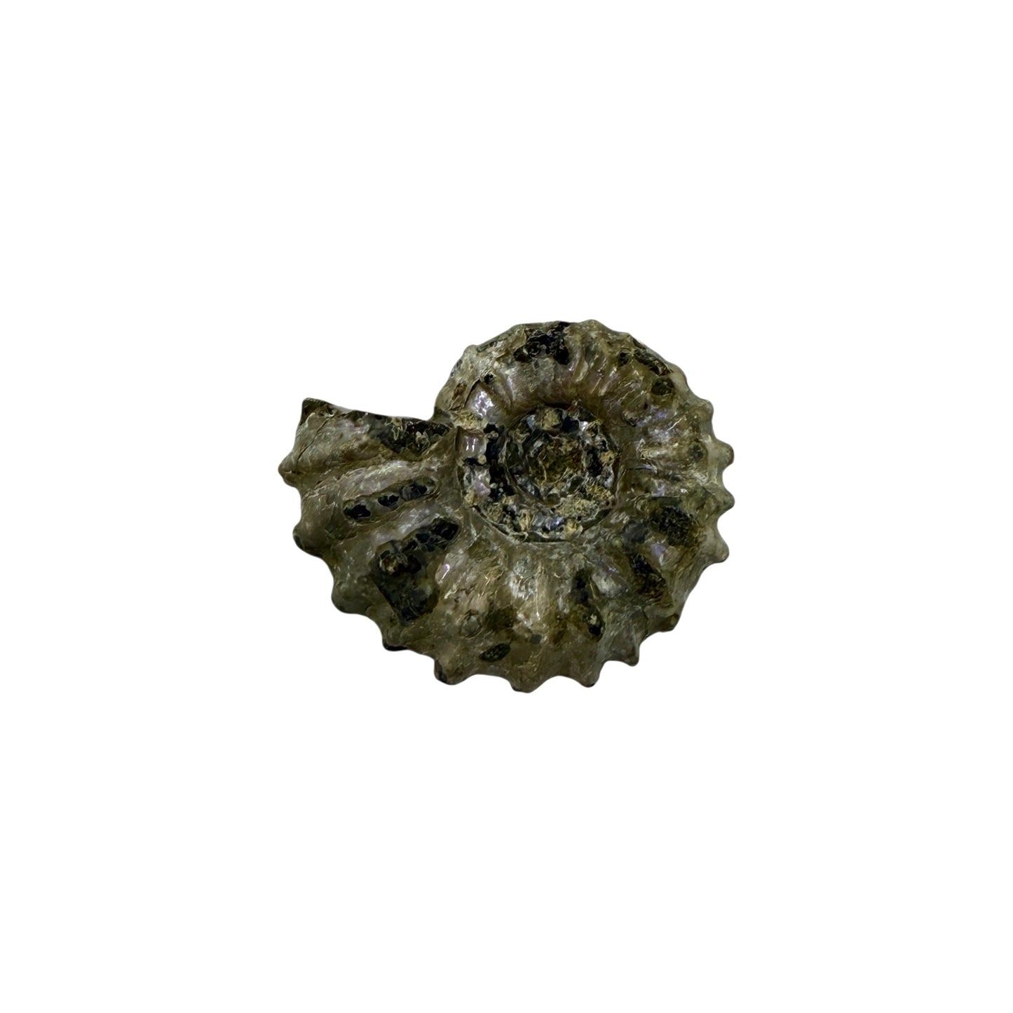 Ammonite (Spiny)