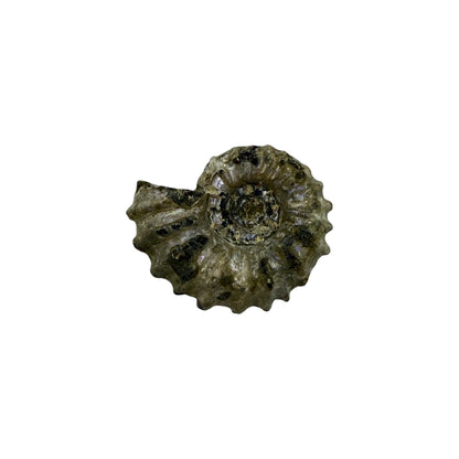 Ammonite (Spiny)