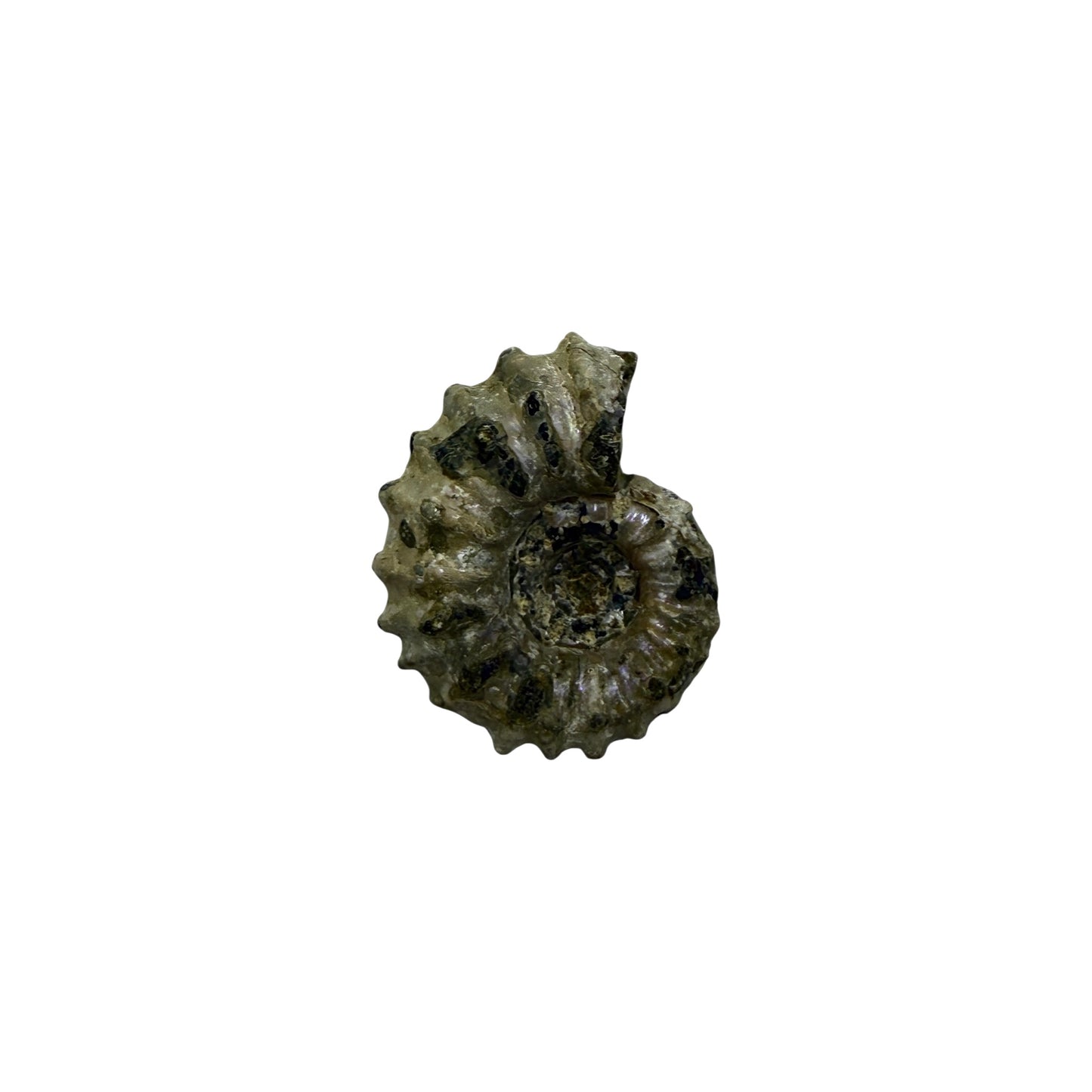 Ammonite (Spiny)