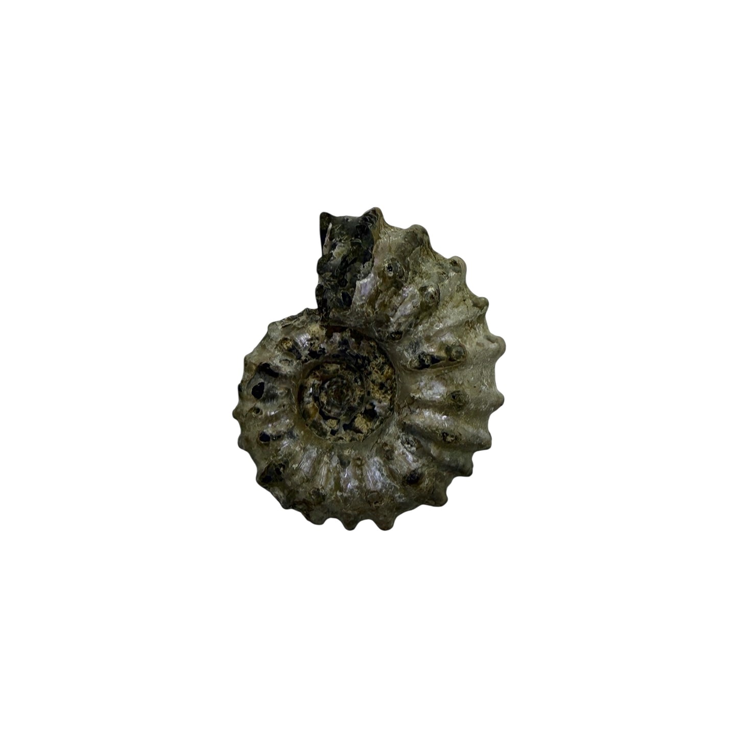 Ammonite (Spiny)