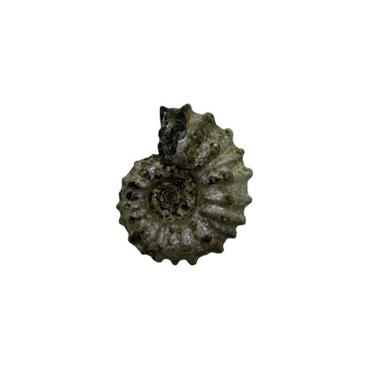 Ammonite (Spiny)
