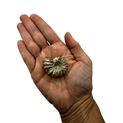 Ammonite (Spiny)