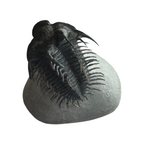 Spiny Comura Trilobite