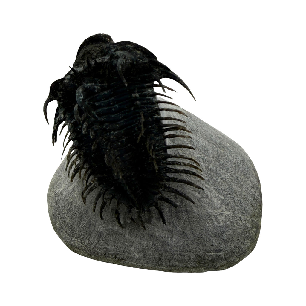 Spiny Comura Trilobite