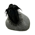 Spiny Comura Trilobite