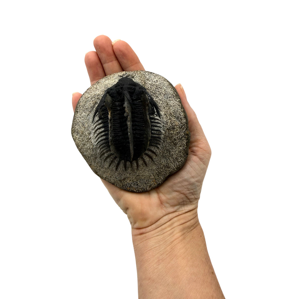 Spiny Comura Trilobite