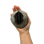Spiny Comura Trilobite