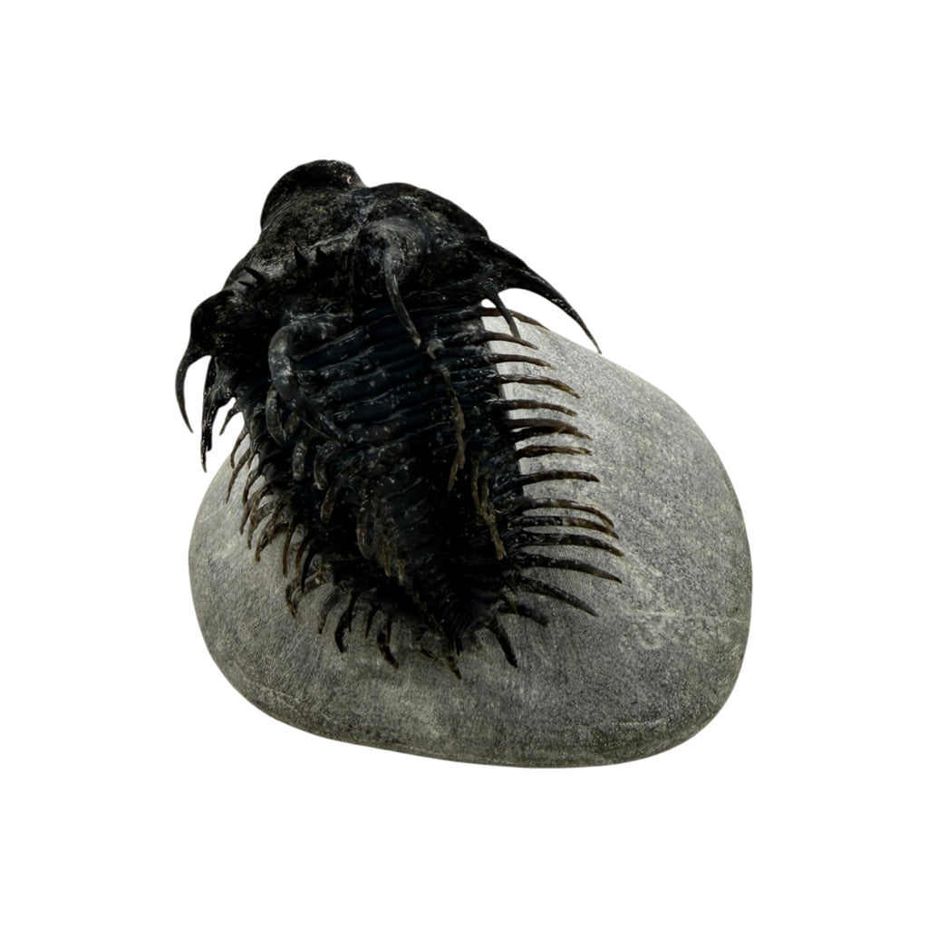 Spiny Comura Trilobite