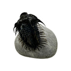 Spiny Comura Trilobite
