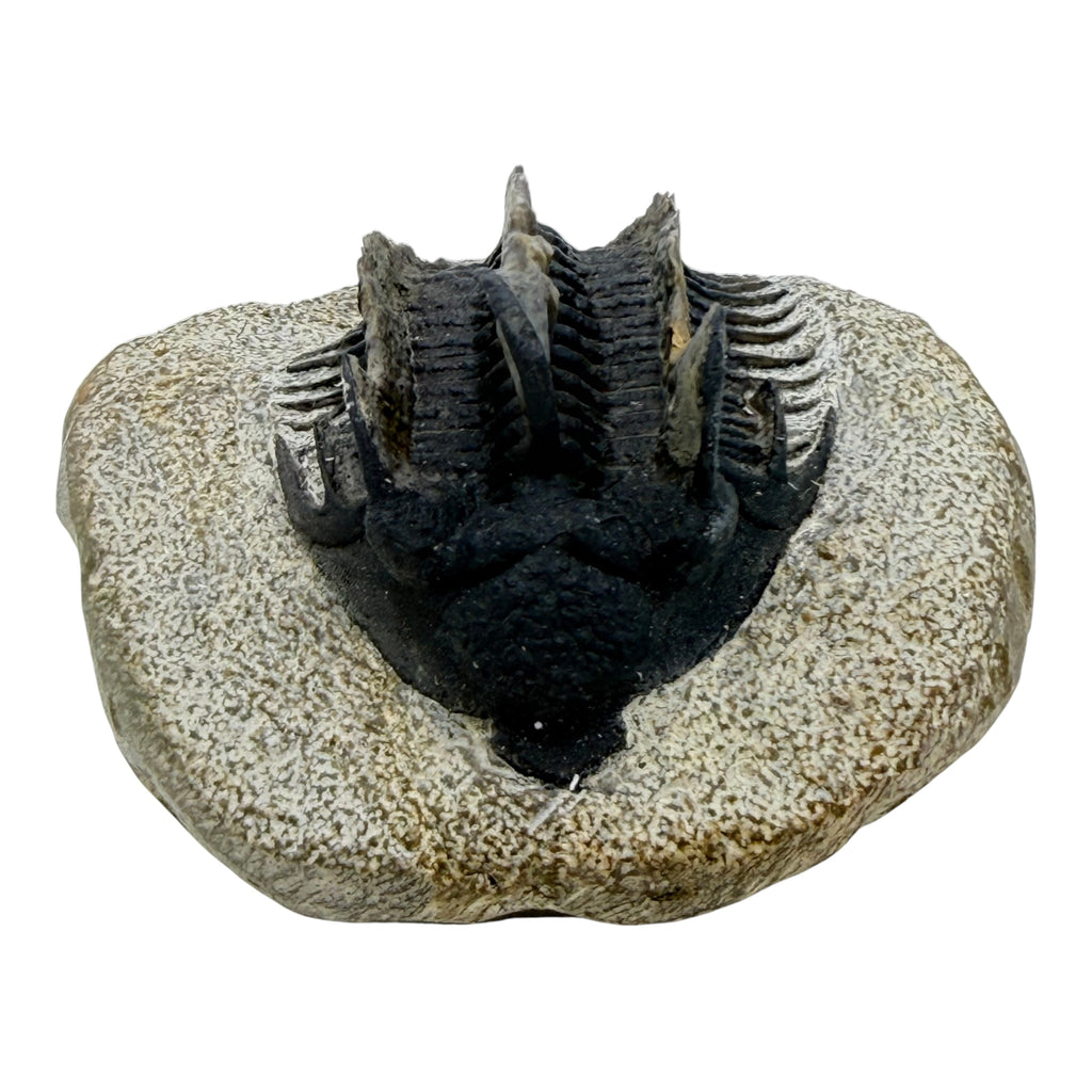 Spiny Comura Trilobite