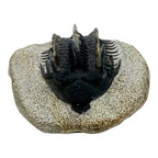 Spiny Comura Trilobite