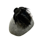 Spiny Comura Trilobite