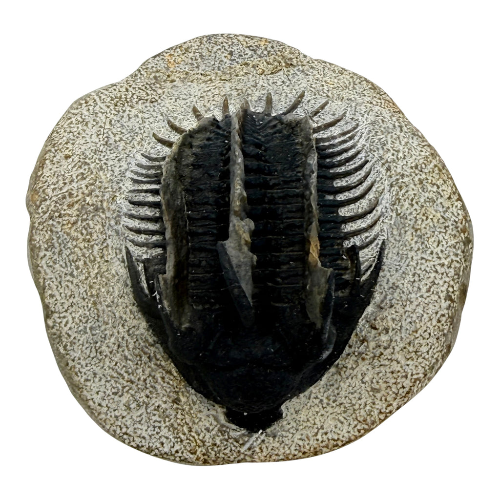 Spiny Comura Trilobite