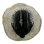 Spiny Comura Trilobite