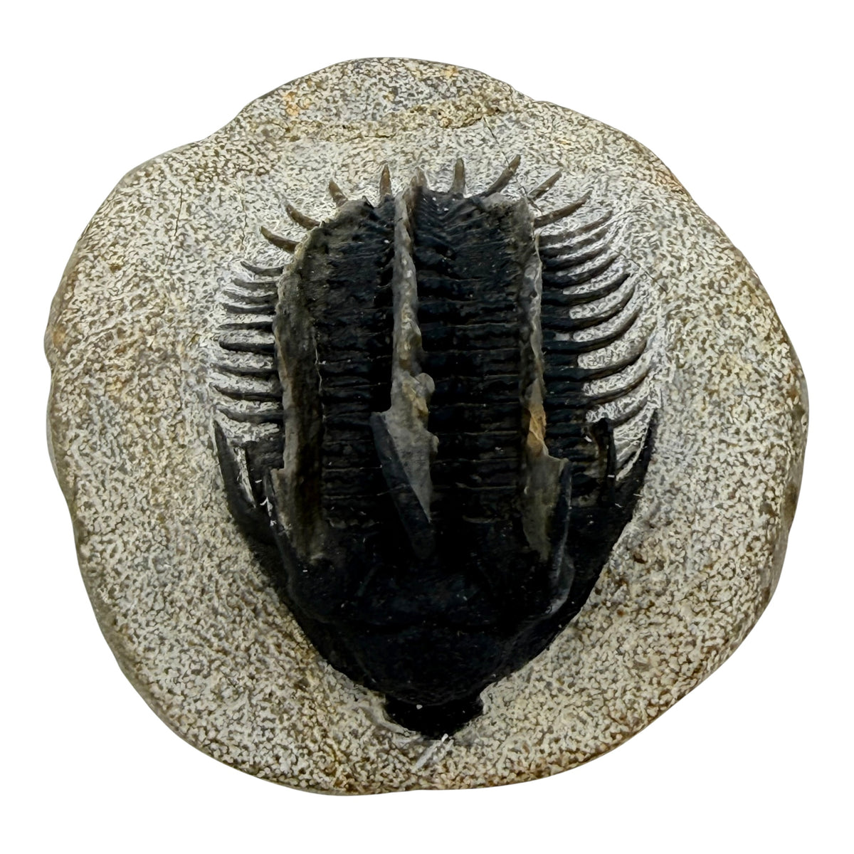 Spiny Comura Trilobite