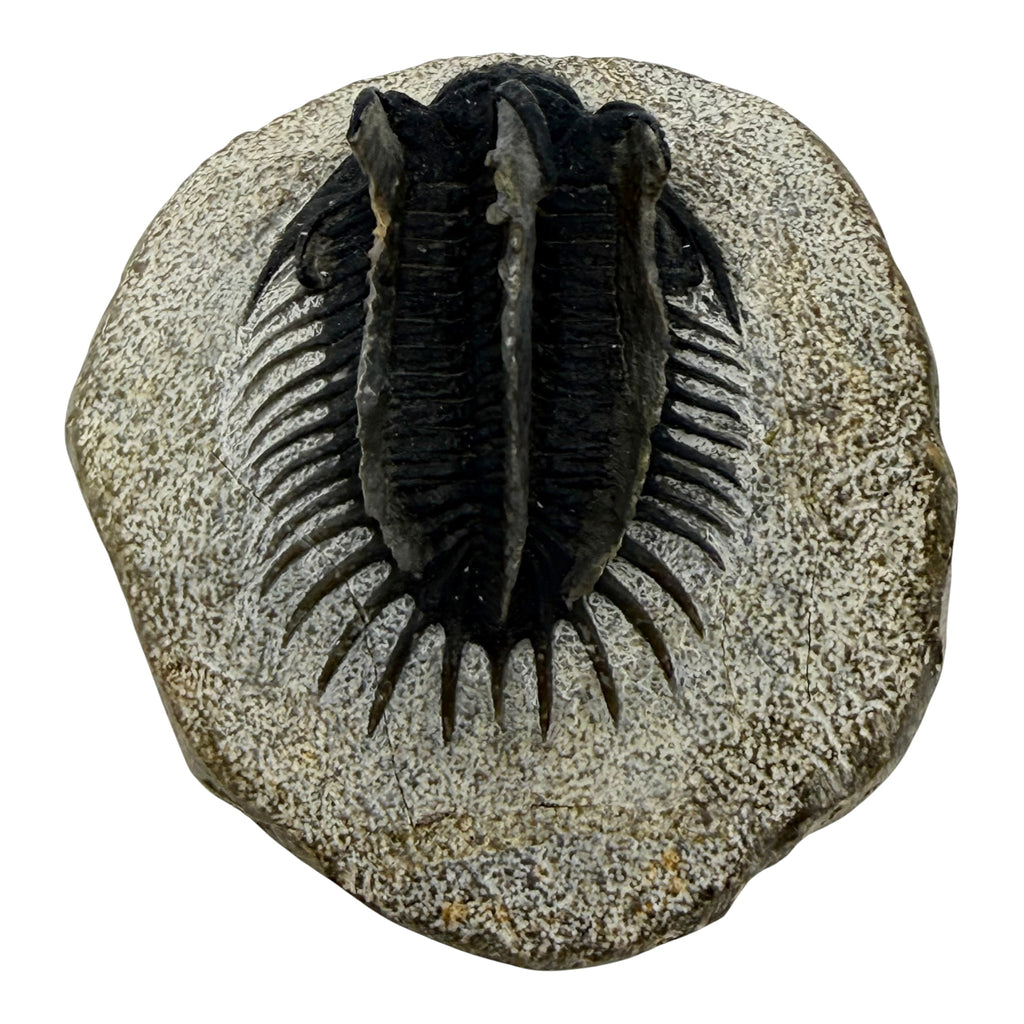 Spiny Comura Trilobite