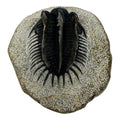 Spiny Comura Trilobite