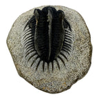 Spiny Comura Trilobite