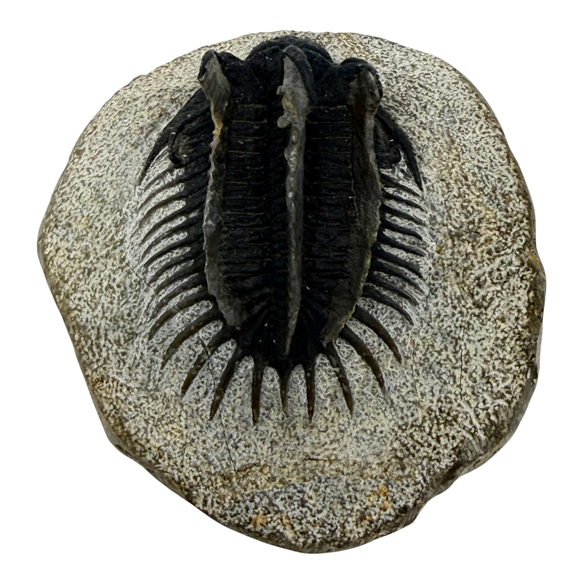 Spiny Comura Trilobite
