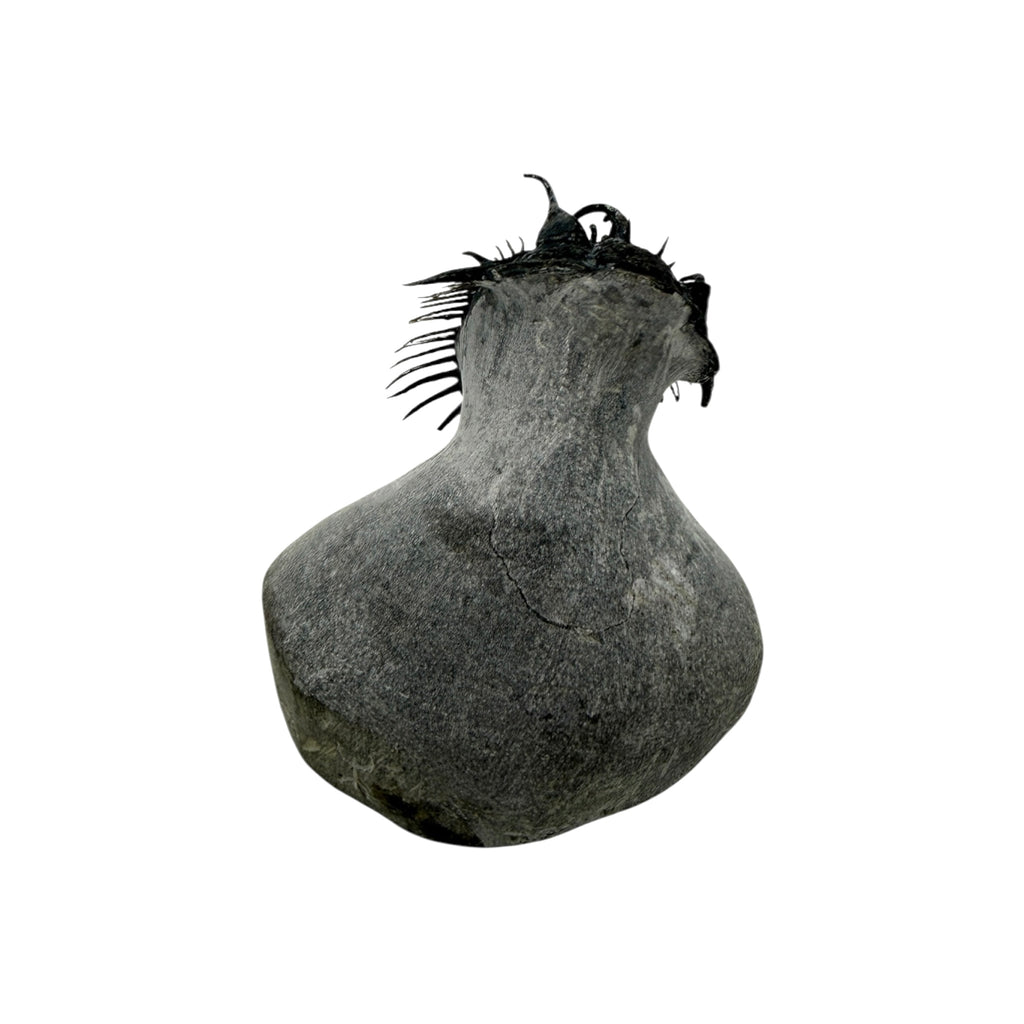 Spiny Comura Trilobite
