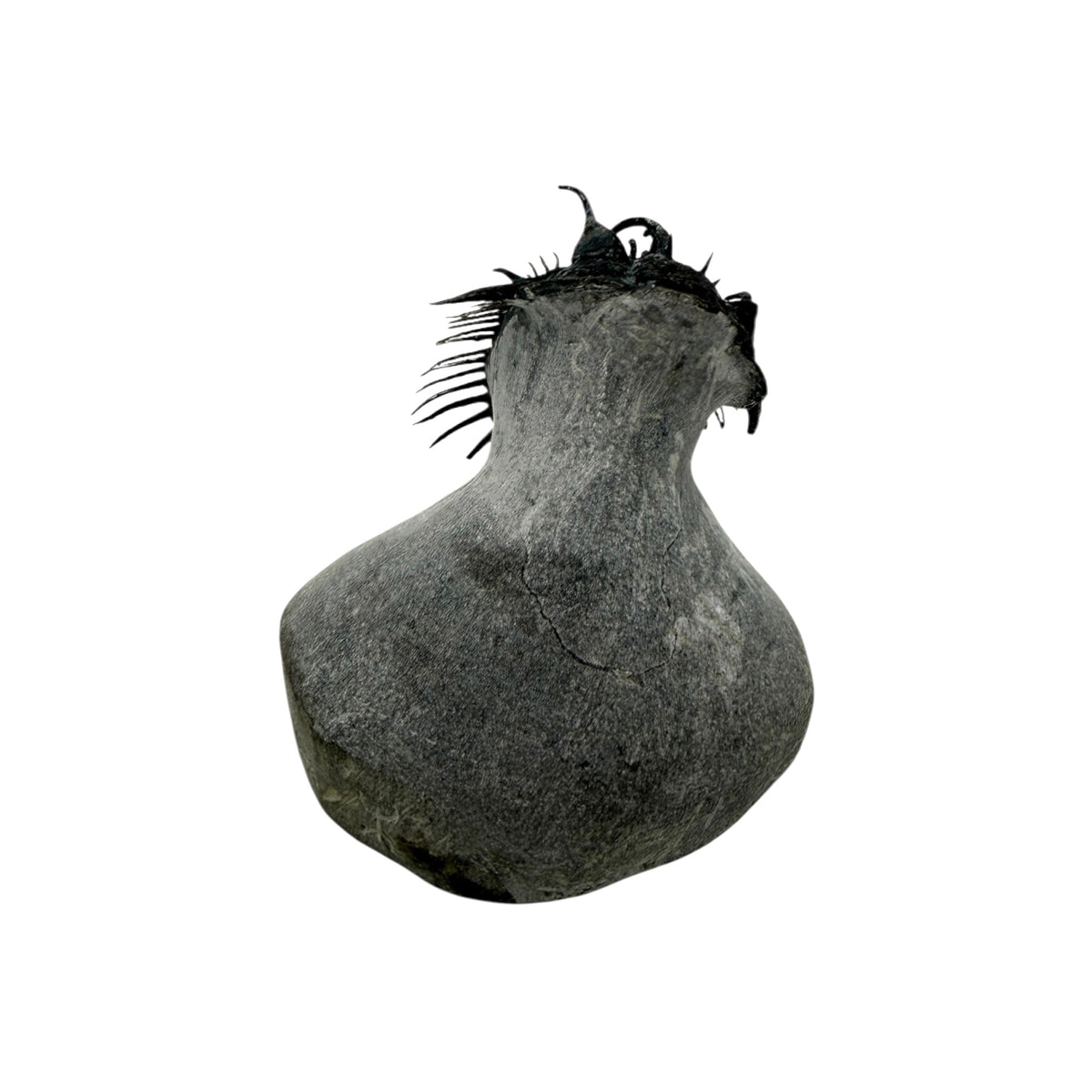 Spiny Comura Trilobite