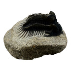 Spiny Comura Trilobite