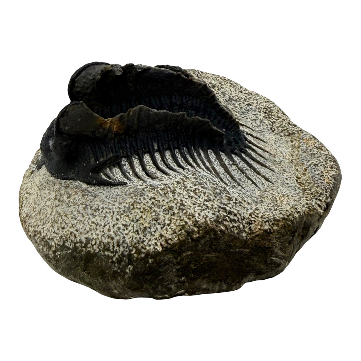 Spiny Comura Trilobite