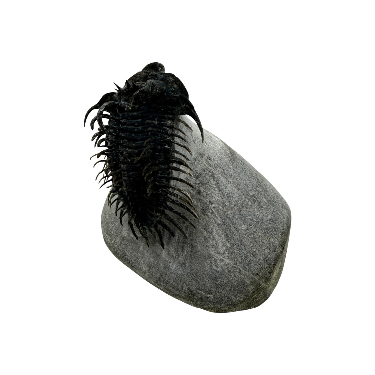 Spiny Comura Trilobite