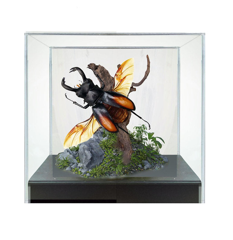 Stag Beetle Diorama