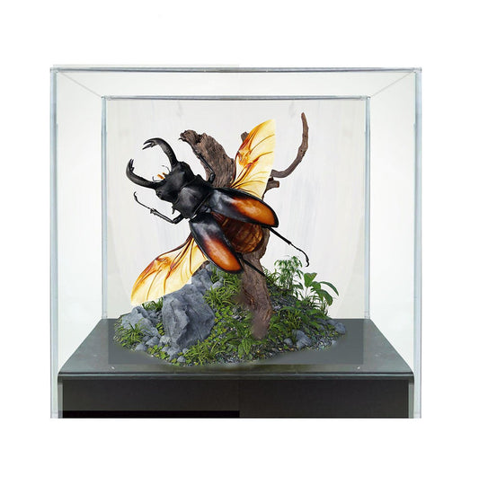 Stag Beetle Diorama