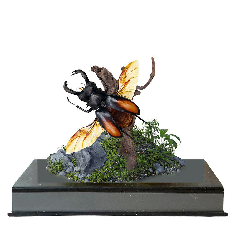 Stag Beetle Diorama