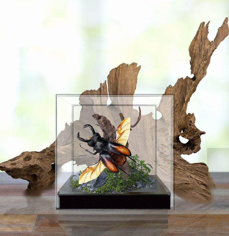 Stag Beetle Diorama
