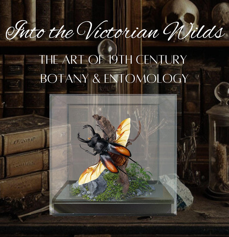 Stag Beetle Diorama