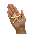 Knobby Starfish