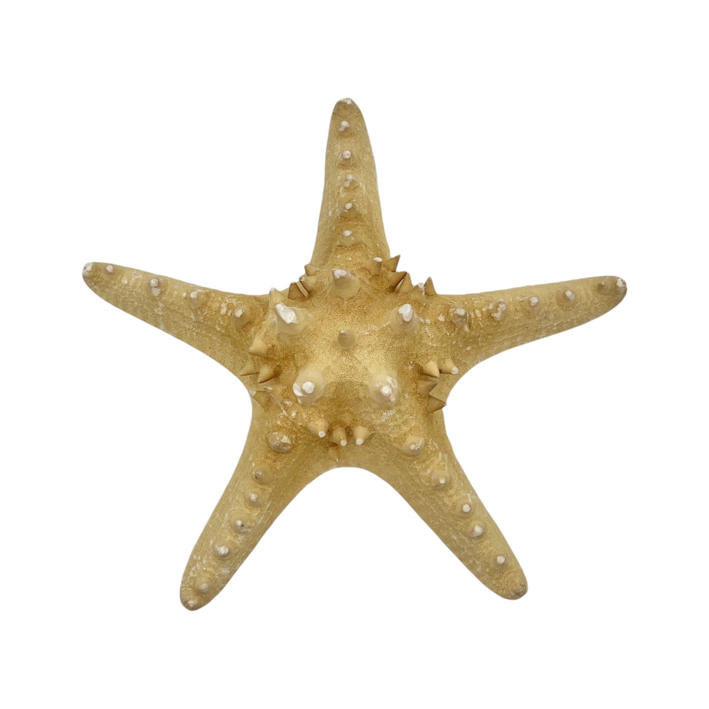 Starfish