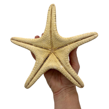 Starfish