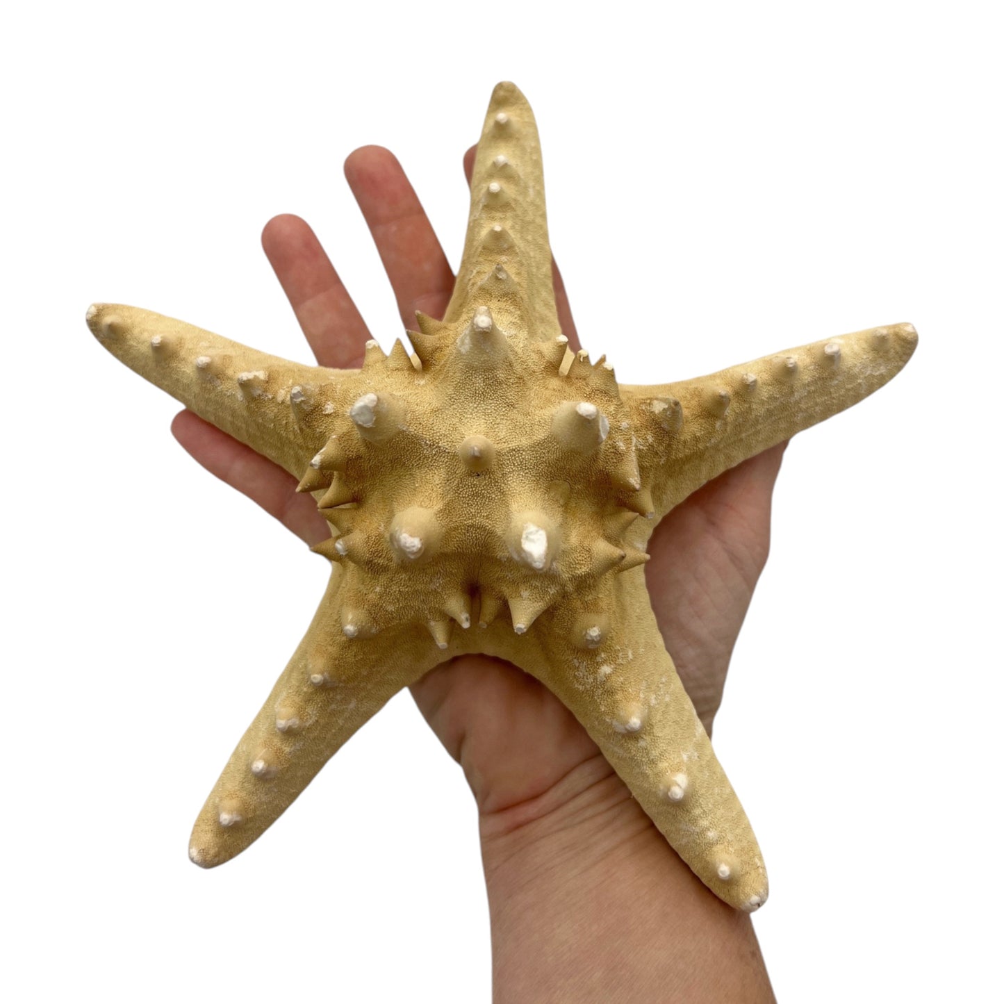 Starfish