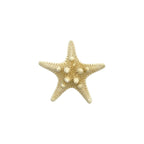 Knobby Starfish