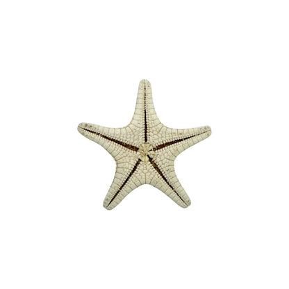 Knobby Starfish