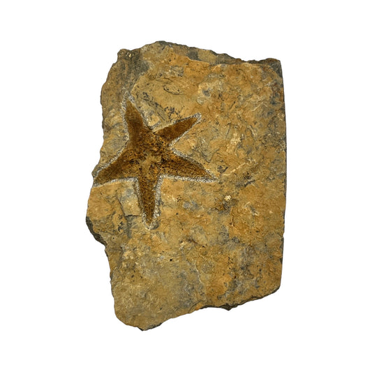 Fossil Starfish Plate (4" x 3" Matrix)