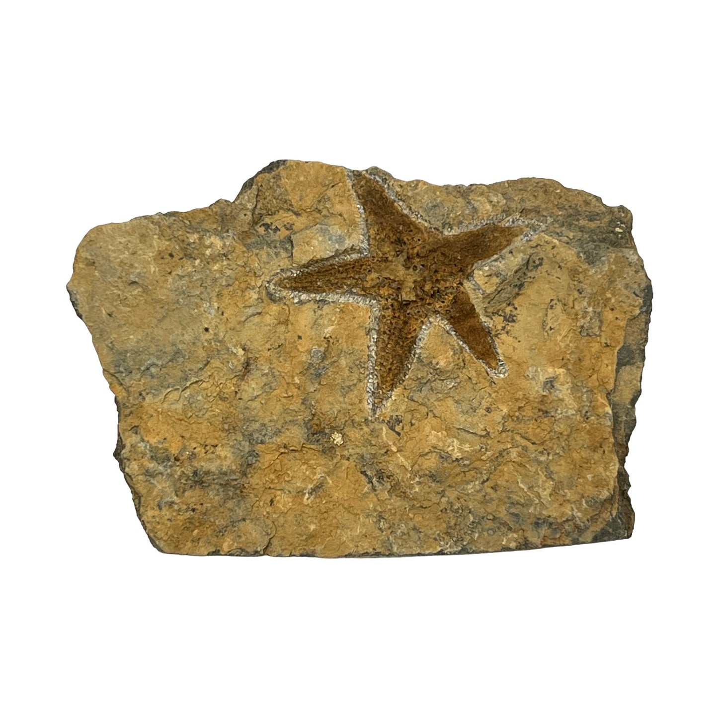 Fossil Starfish Plate (4" x 3" Matrix)