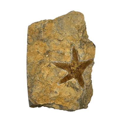 Fossil Starfish Plate (4" x 3" Matrix)