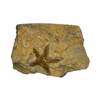 Fossil Starfish Plate (4" x 3" Matrix)