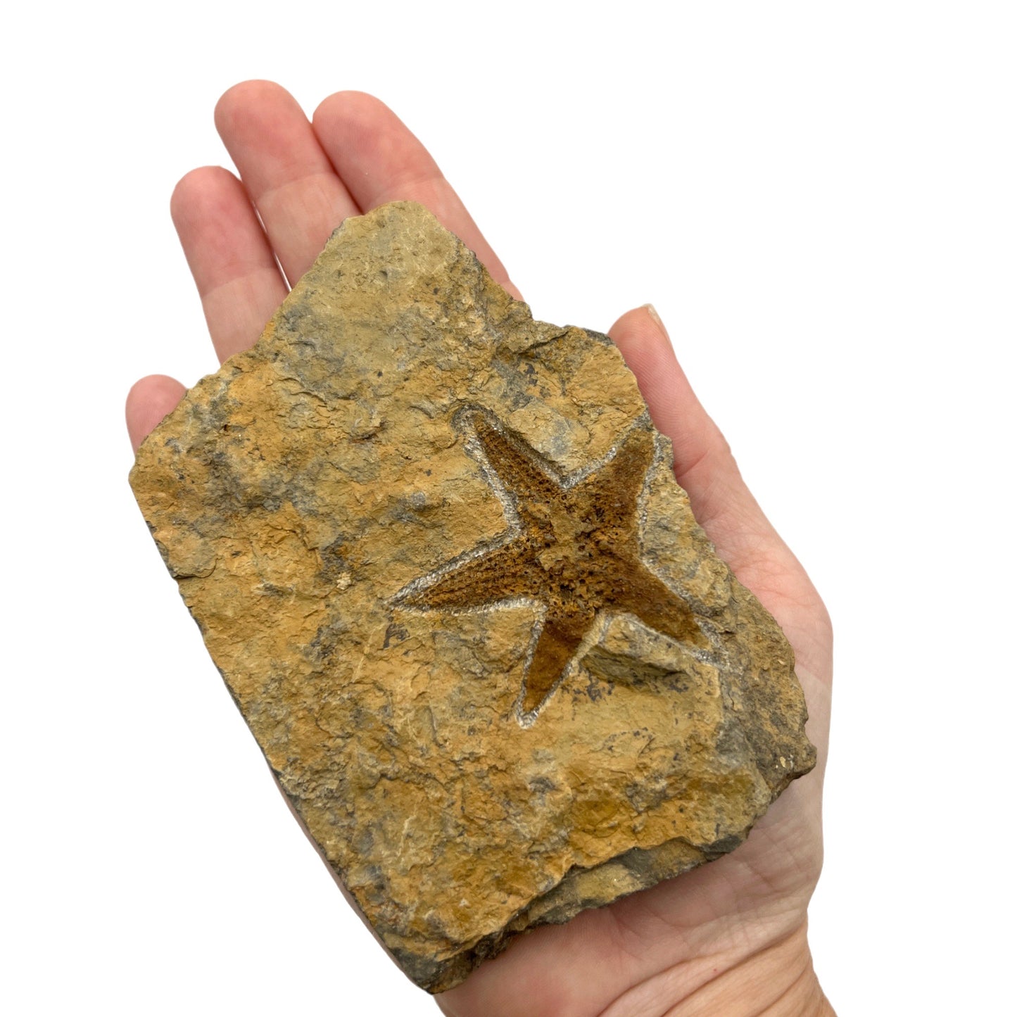 Fossil Starfish Plate (4" x 3" Matrix)