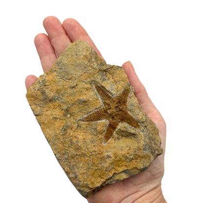 Fossil Starfish Plate (4" x 3" Matrix)